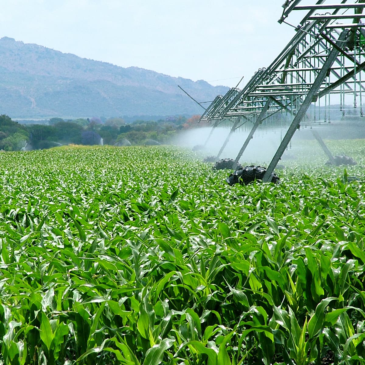 O Plano Nacional de Reforma Agrária do governo Lula e a justiça social no campo